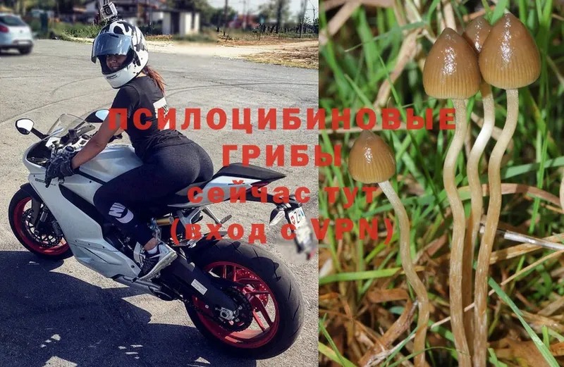 hydra ссылки  Асино  Псилоцибиновые грибы Psilocybine cubensis 